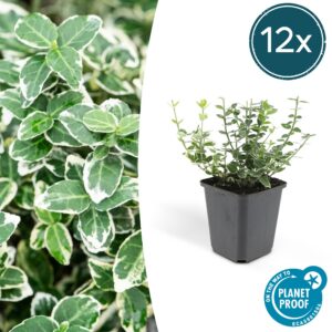 f50df39486334847812743588f95cdba6da7a278a6da43ee9301672c1985564e.jpg Euonymus fortunei 'Emerald 'n Gaity' | 12 Stücke