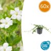 Vinca minor 'Alba' | 60 Stücke