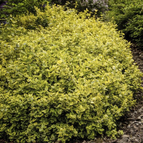 Euonymus fortunei 'Emerald 'n Gold’ | 12 Stücke