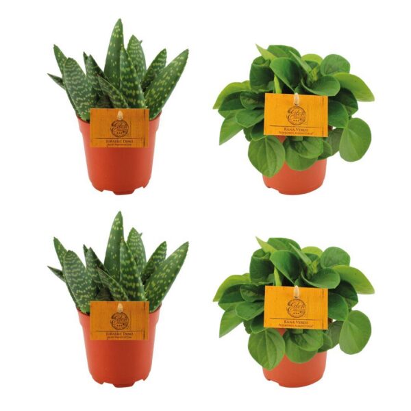 2x Aloe Paradisicum + 2x Peperomia Rana Verde