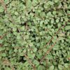 Cotoneaster prostratus 'Queen of Carpets' | 6 Stücke