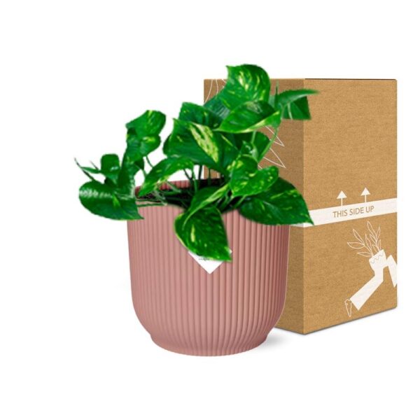 f84eca2671db419dadb03e9a9c3995325472bf54e02443f48571ad6cb45b2e8f.jpg Epipremnum Pinnatum 'Aureum' in ELHO Vibes Fold rosa