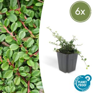 Cotoneaster prostratus 'Streib's Findling' | 6 Stücke