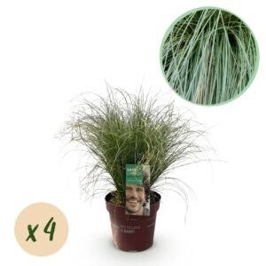 fd7ccc8dd5814c5ebc9ca37d87f084c4b5105f1506be4573bdbdda062b279912.jpg Ziergräser - Carex comans Frosted Curls - Grün - 4 Pflanzen - Immergrün - Wenig Pflege