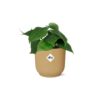 Philodendron Scandens in ELHO Vibes Fold gelb