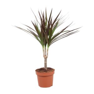 ccfd7f89f1a84a01a38f822253150a7320b1cdd71cc34214bf70d746ed17f205.jpg Dracaena Magenta