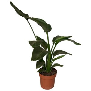 cb9f184711964edc8c6ea57f853063a8b838db4ec48e40e3abb76c035df59642.jpg Strelitzia Nicolai 2pp