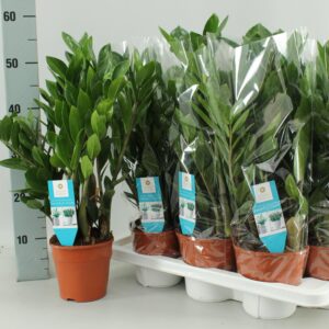6b0ccb1d319748b48e49add940f2ee01ba756e1c4db247b5af3fd67efcc70952.jpg Zamioculcas Zamiifolia