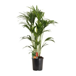 b8966f51e2c24401859532a31c530e15678a26d3e1a0471b885f8f3201beb362.jpg Howea Forsteriana