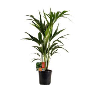 fd2332f88537469daf30a42952dfea00928ab99adc92443a9f3c1c826bad359f.jpg Howea Forsteriana