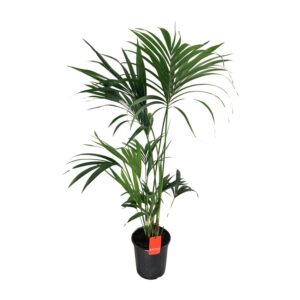 aef8782c50b94db2a18b226fad1406353b87afa528b943129668229a5bcf6405.jpg Howea Forsteriana