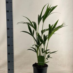 7083c2e57d1344c2aa1a5c5378fd7ef0ca76d12b3e0c478ab406ac272974301b.jpg Howea Forsteriana