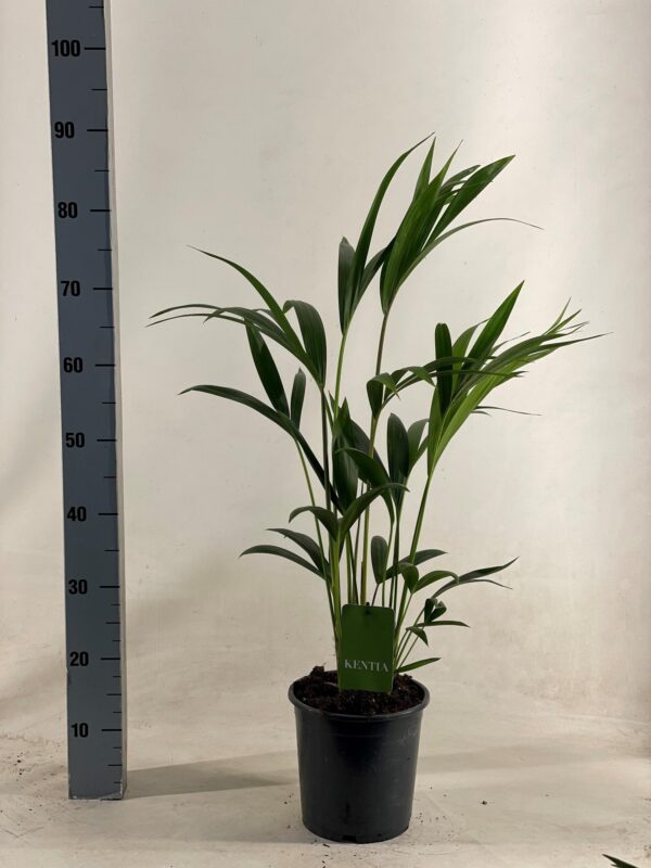 7083c2e57d1344c2aa1a5c5378fd7ef0ca76d12b3e0c478ab406ac272974301b.jpg Howea Forsteriana
