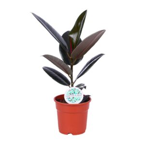 e1c71f39b20e4c28992e51d5c3920c5d91c8e0d676054e88a8d74d225a60b58c.jpg Ficus Elastica Abidjan
