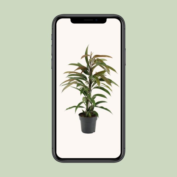 Ficus Binnendijkii Amstel King