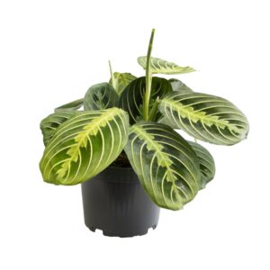 935c9b0a8dce4029a534e060ea00c769f8da6ba65ff84346ac044afbf5dd35d2.jpg Maranta Zitrone-Limette