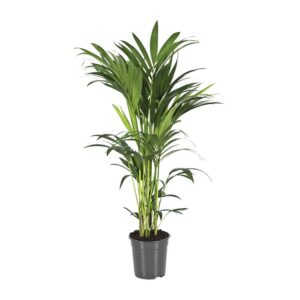 eb3b4972a2fb40d6b4881211df5348293865d1feef234c558ca50b665e5e2ac1.jpg Howea Forsteriana