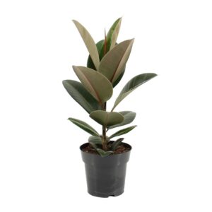 d7af948b0f9a475599c7dbb2152c4a092c50cd478a6d47afaab8b85f7ce9d68c.jpg Ficus Elastica Robusta