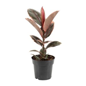 742388ae31454d3fad4dbcd431023b647aa3a6963c0e4879b2b77cb43e3d9101.jpg Ficus Elastica Belize