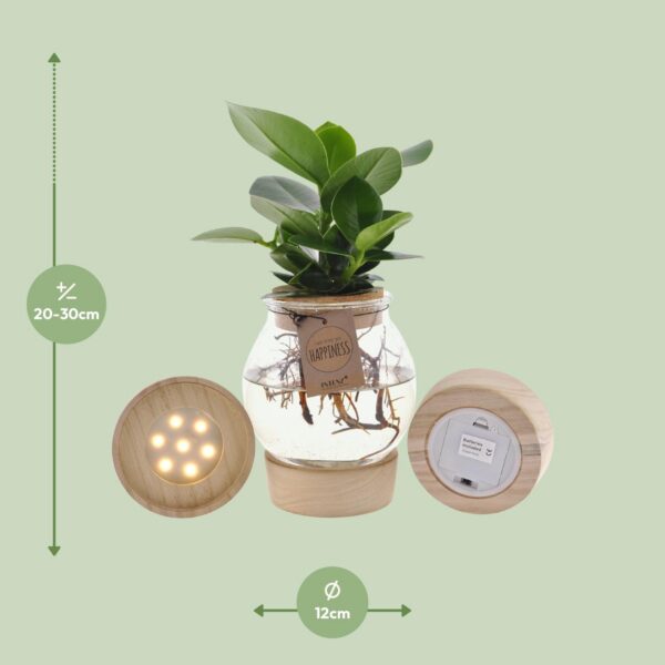 Clusia In Bulb Glas + Schnappkorken + LED