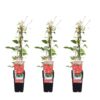 7fa74f84037748feb92202b7c9171b0513ea35a8292f4ff393a14c02abc3e6f8.jpg Clematis Rouge Cardinal | 3 Stück
