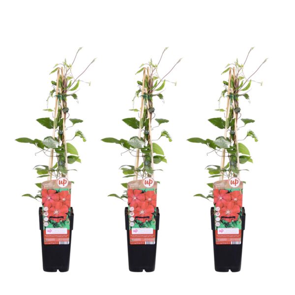 7fa74f84037748feb92202b7c9171b0513ea35a8292f4ff393a14c02abc3e6f8.jpg Clematis Rouge Cardinal | 3 Stück