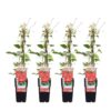 6b89aa7046e54d2eae76b6ad9c098fa1d72b64c078c3448595a848b16069367c.jpg Clematis Rouge Cardinal | 4 Stück
