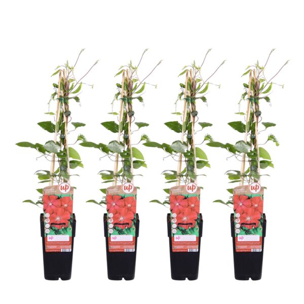 6b89aa7046e54d2eae76b6ad9c098fa1d72b64c078c3448595a848b16069367c.jpg Clematis Rouge Cardinal | 4 Stück