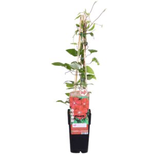 a56d41de4fde4c36b62ad76771b14569086d855ed4eb4d8c8a34562179443d92.jpg Clematis Rouge Kardinal