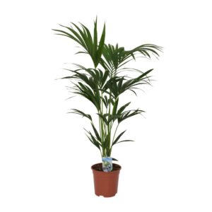 f1032b6bc45b4a37a4e75bc307c6c83a3dee42855f9e485a946d6371e69c2388.jpg Howea Forsteriana
