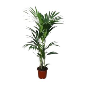 b863436351964f439c8a583ea674b7a56911e7ac098742b381954d601dde066d.jpg Howea forsteriana