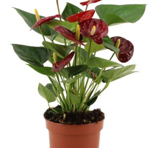 df34ae2659c94c7381af6fb809bdc08c3deda0f7531e4e29905788a61ec10bb8.jpg Anthurium Calon