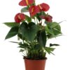 Anthurium Success Rot in transparenter Hülle