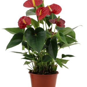 c23945c0f09f479e85e9acc11e0a95d9c709db7014fe476bac73a7158dc06f5b.jpg Anthurium Success Rot in transparenter Hülle