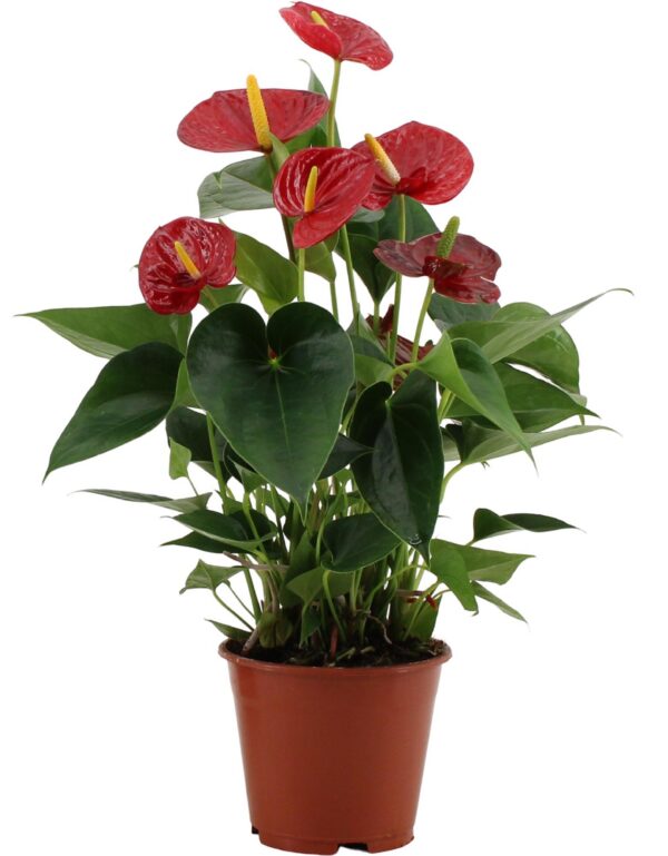 Anthurium Success Rot in transparenter Hülle