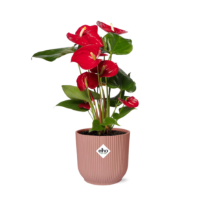 662281f761474ff0b0da1e3303dc1b32077de65d8c07431aba1f381d3a8a7690.png Anthurium Red in ELHO Vibes Fold pink