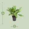 Aglaonema B.J, Freedman