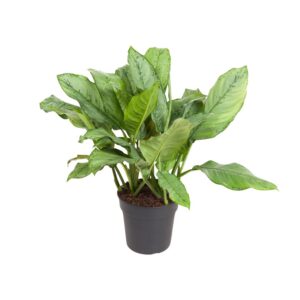 b9e8cd0ac57f41dda5d2a964df54cd712db71c7ce9e54617ace8872455f7ad27.jpg Aglaonema B.J, Freedman