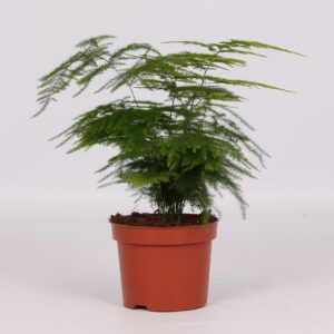 aa75ab6d3fde4565ad81a0e03e85d13563f385fa46fb4a21b9f2c9b78e0c126c.jpg Asparagus Setaceus