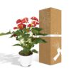 Anthurium Rot - Flamingo Pflanze