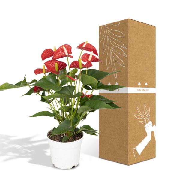 Anthurium Rot - Flamingo Pflanze