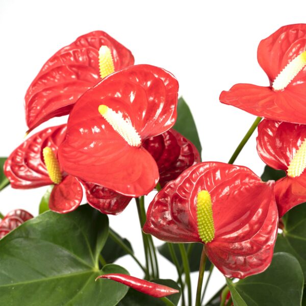 Anthurium Rot - Flamingo Pflanze