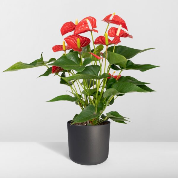 Anthurium Rot - Flamingo Pflanze
