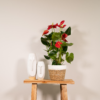 Anthurium Rot - Flamingo Pflanze