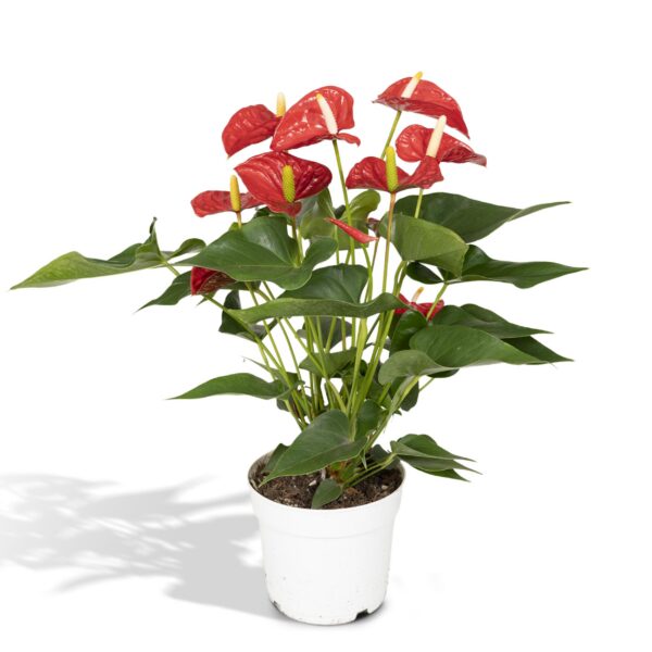 Anthurium Rot - Flamingo Pflanze