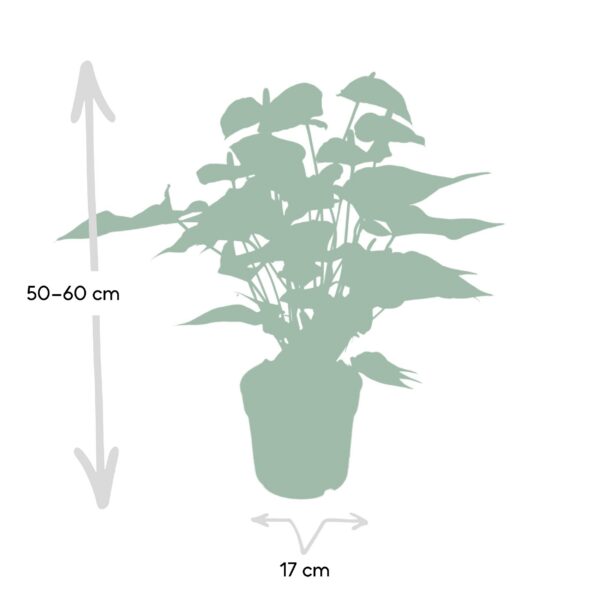 Anthurium Rot - Flamingo Pflanze