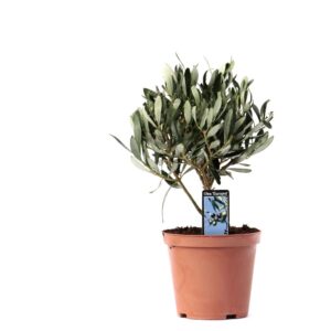 b907d35f6f8b4197a4e69f25bcfb40eab12c75cda4e74e019a82438e2fbac93a.jpg Olea Olivenbaum auf Stamm
