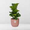 Ficus Lyrata 'Bambino' in ELHO Vibes Fold rosa