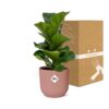 Ficus Lyrata 'Bambino' in ELHO Vibes Fold rosa