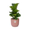 Ficus Lyrata 'Bambino' in ELHO Vibes Fold rosa